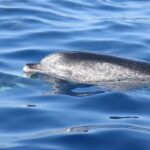 Whale Watching Tenerife