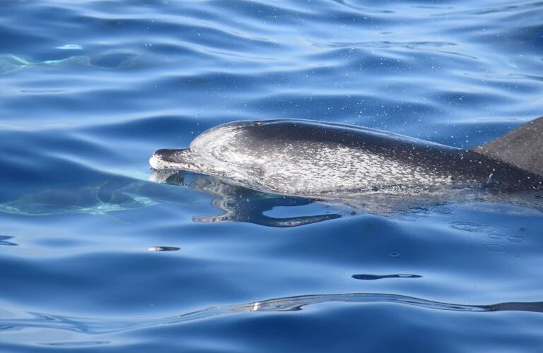 Whale Watching Tenerife