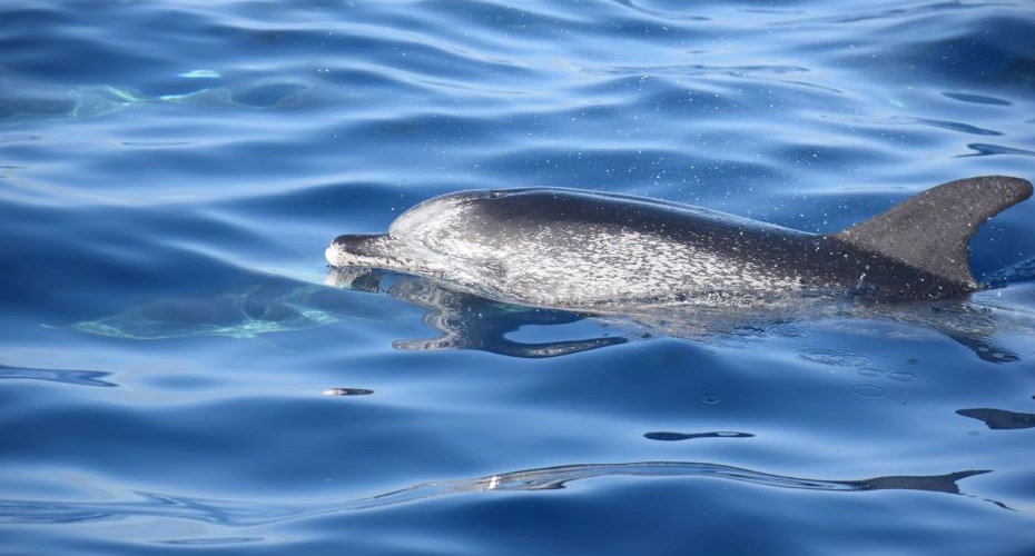 Whale Watching Tenerife