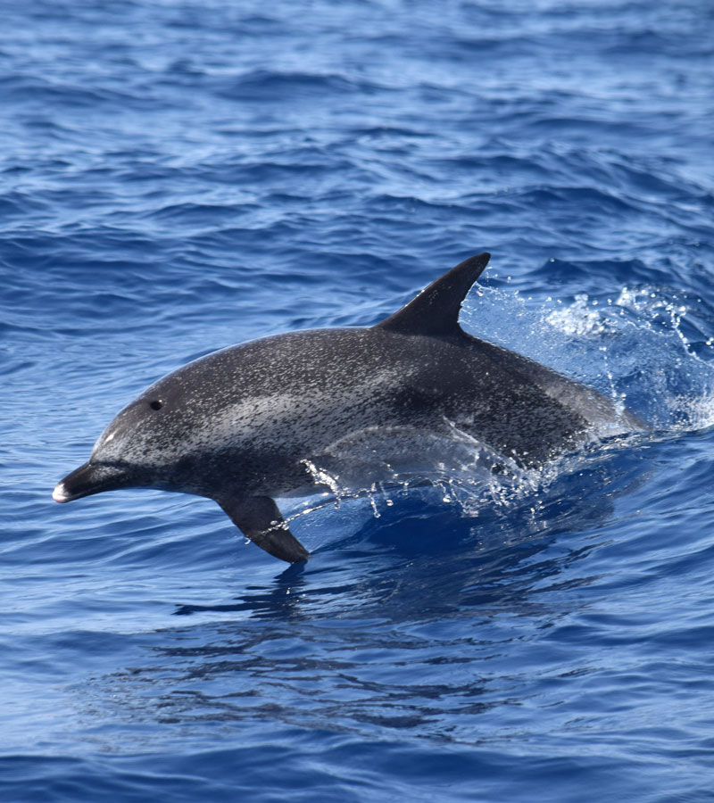 Atlantic Spotted Dolphins