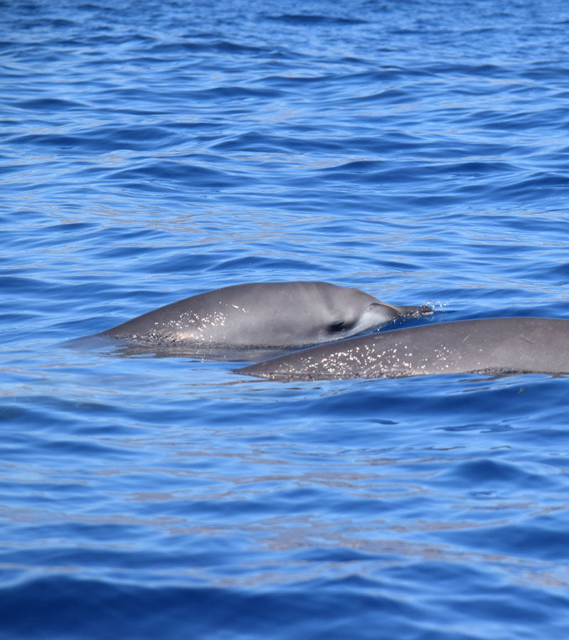 Blainville’s Beaked Whales