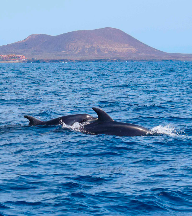 Bottlenose Dolphins