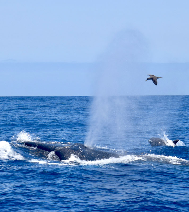 Bryde’s Whales