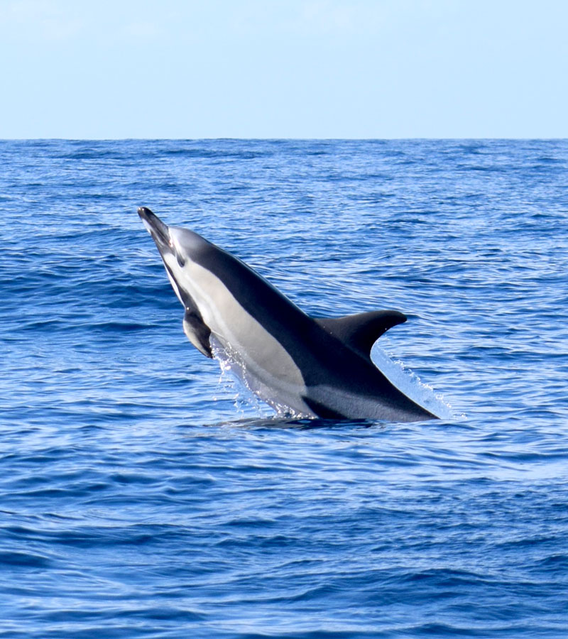 Common Dolphins