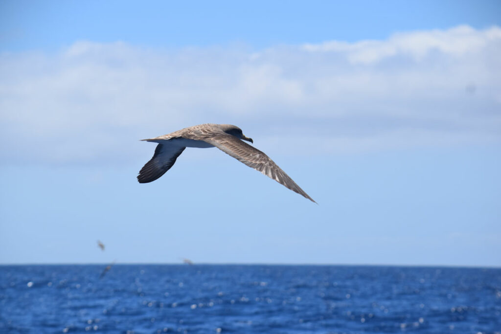 Calonectris borealis Cory’s Shearwater