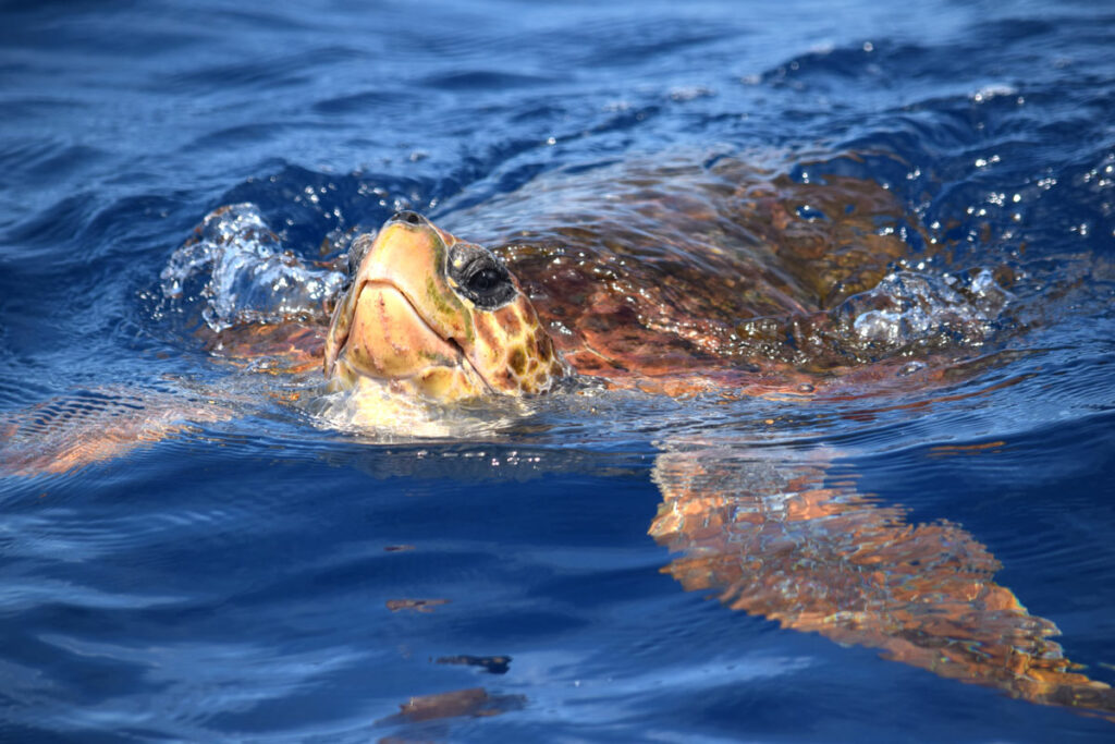 Chelonia mydas Green Sea Turtle