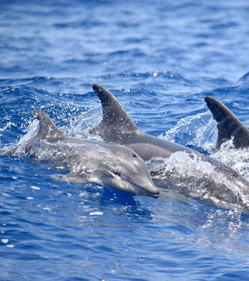 Rough Toothed Dolphins