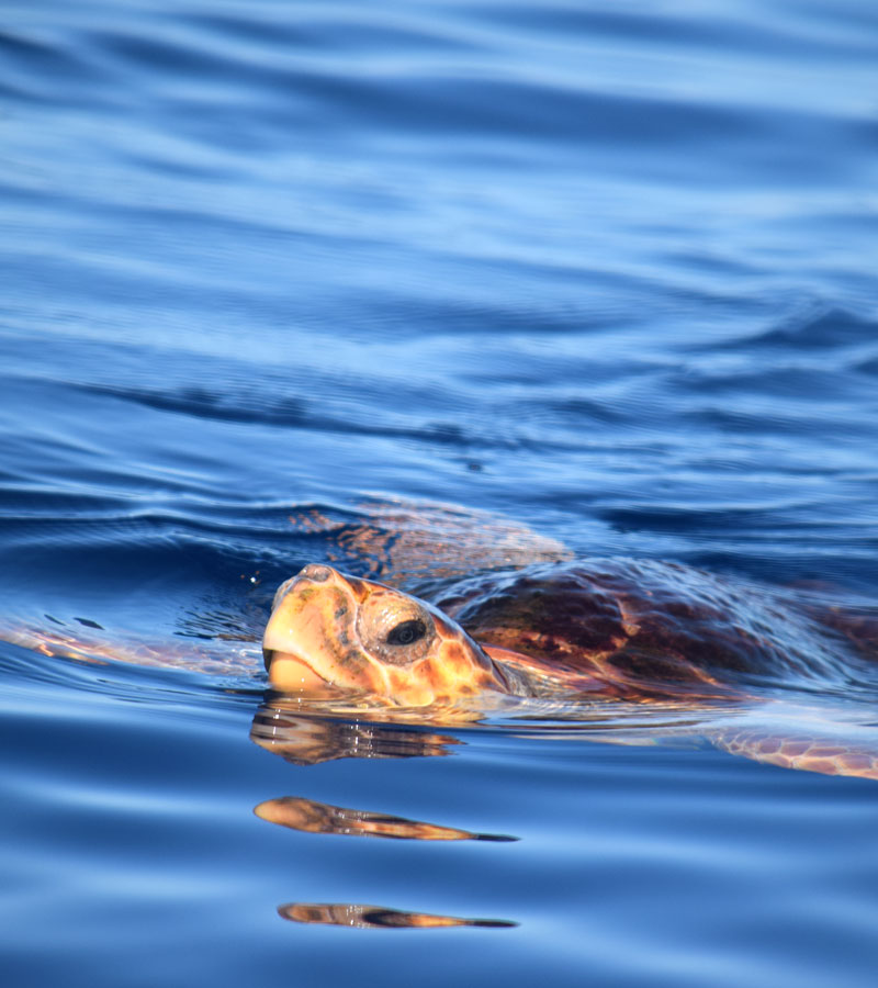 Sea Turtles