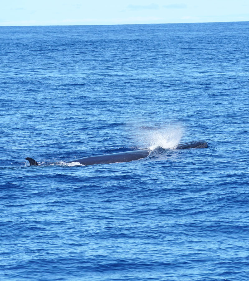 Sperm Whales