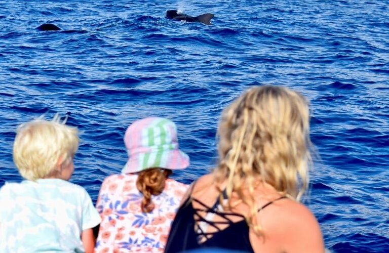 Whale Watching Tenerife