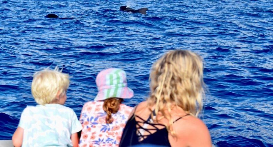 Whale Watching Tenerife