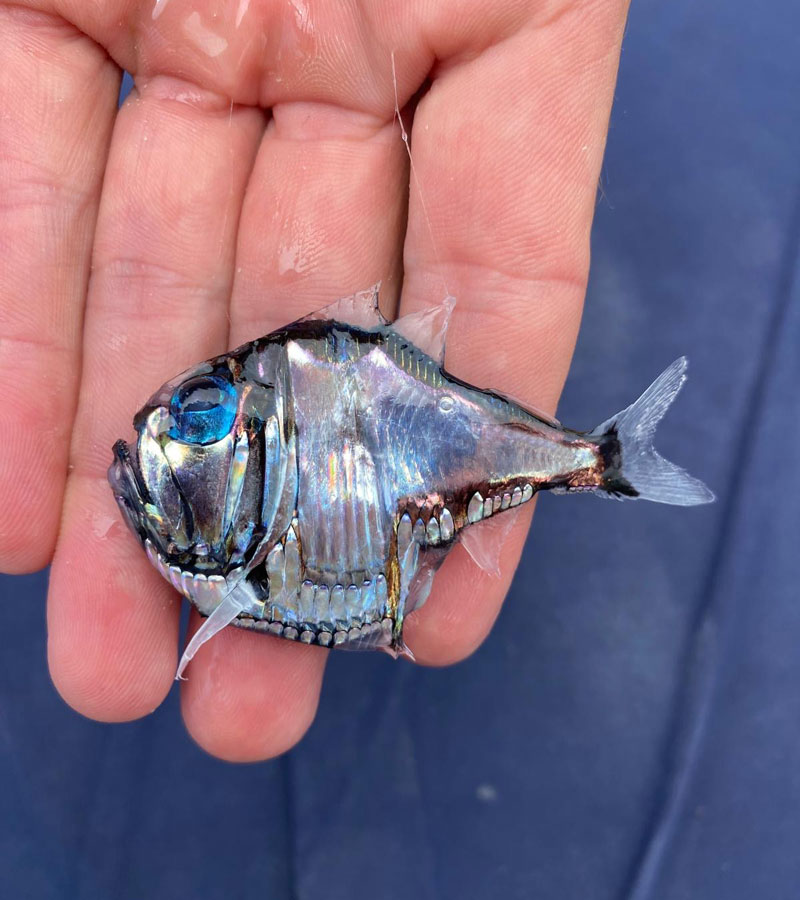 Atlantic Silver Hatchetfish 