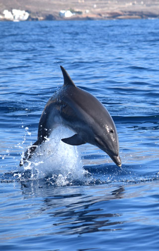 Whale Watching Tenerife