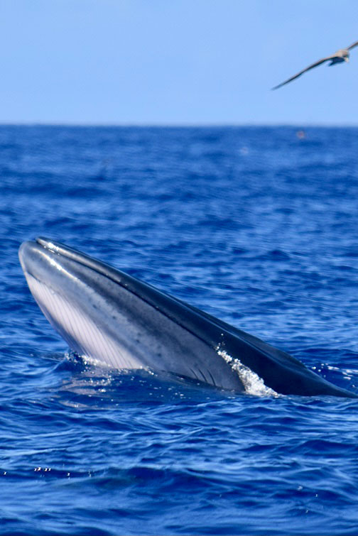 Whale Watching Tenerife