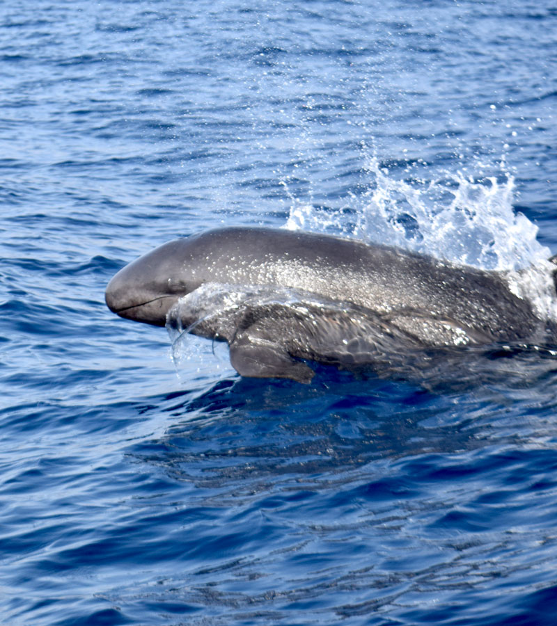 False Killer Whales