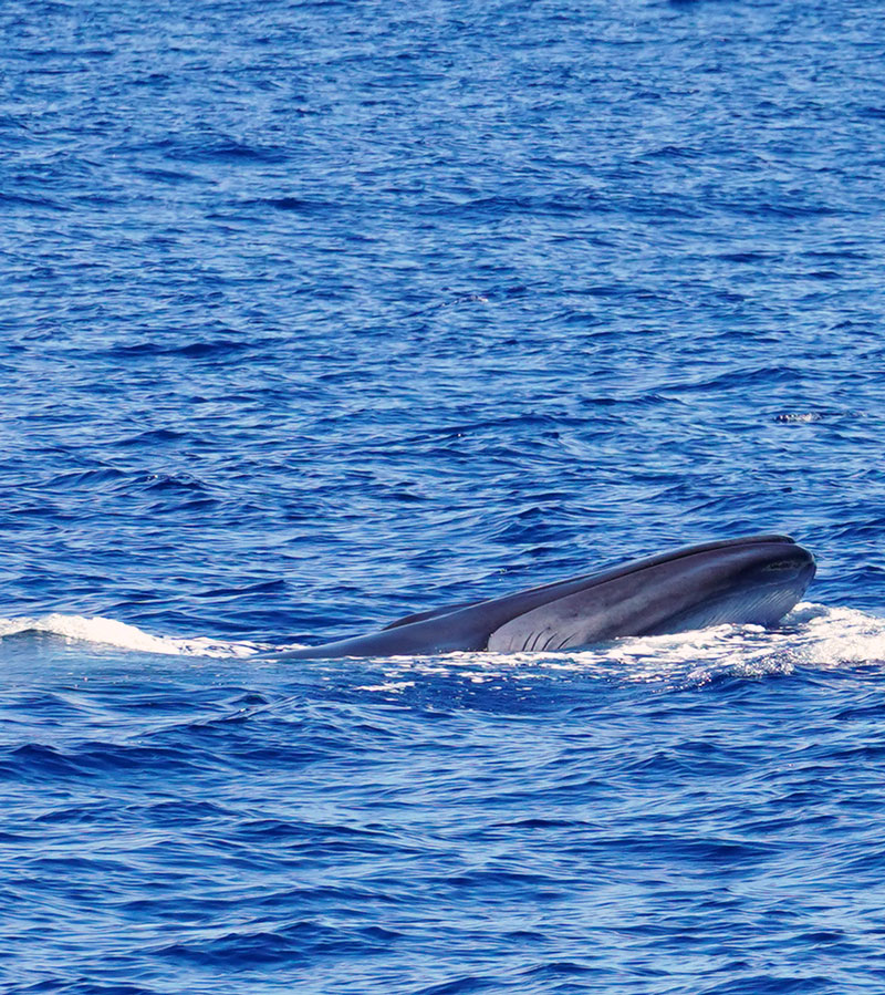 Fin Whales