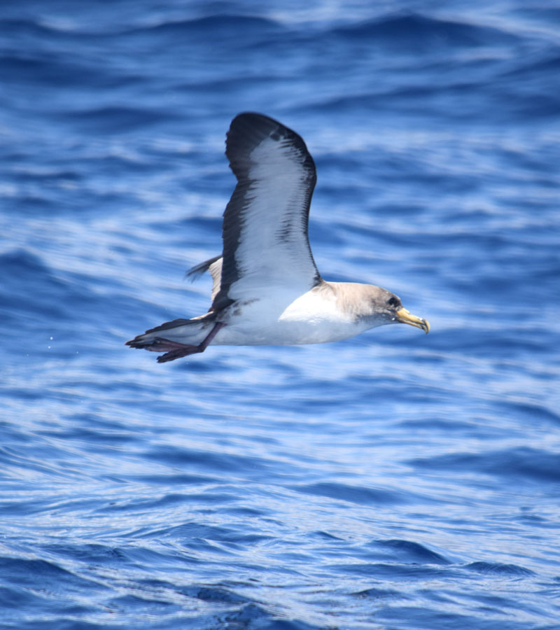 Marine Bird Species