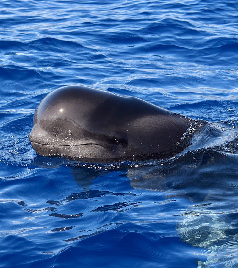 Pilot whales