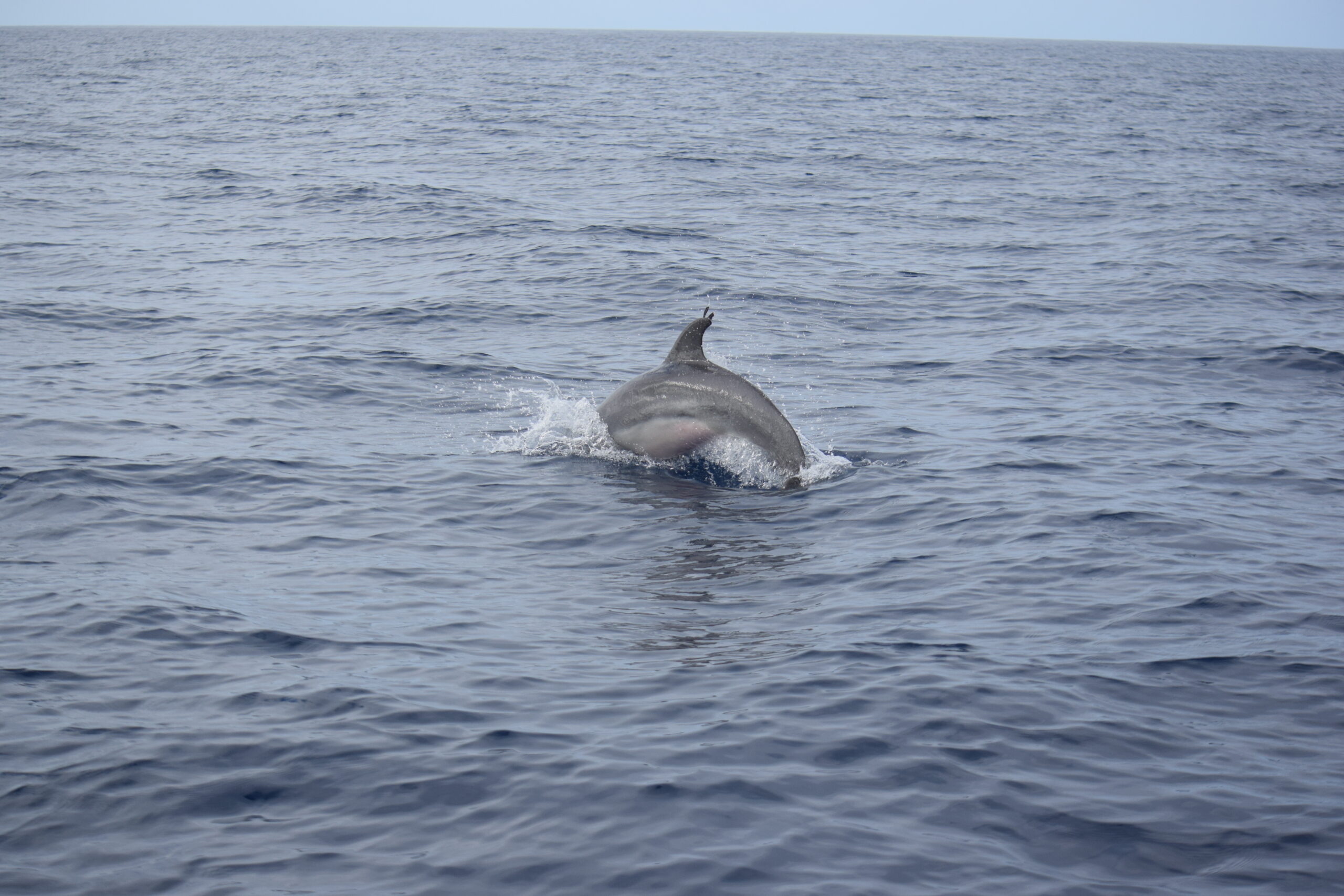 Whale Watch TENERIFE