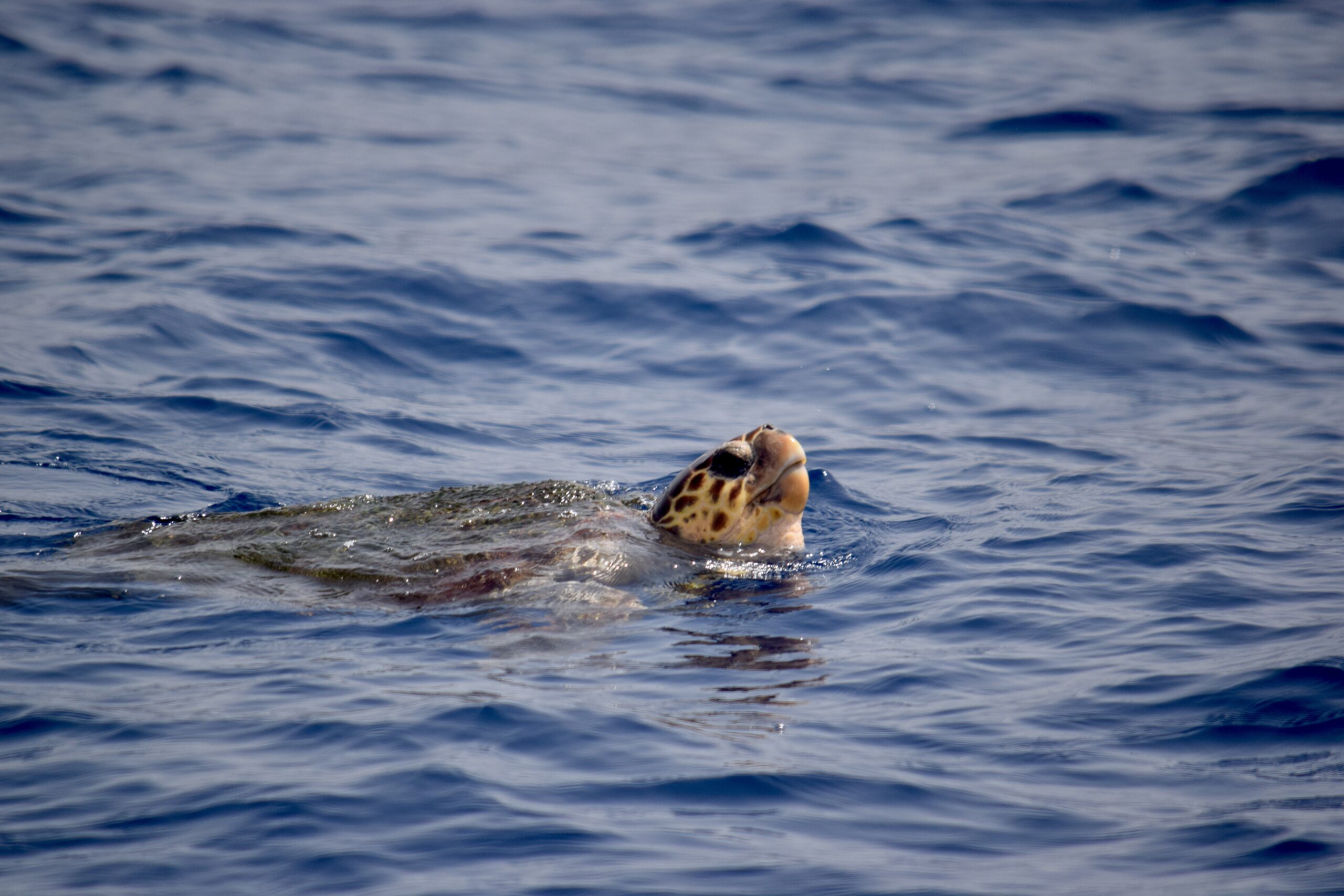 Tortuga boba