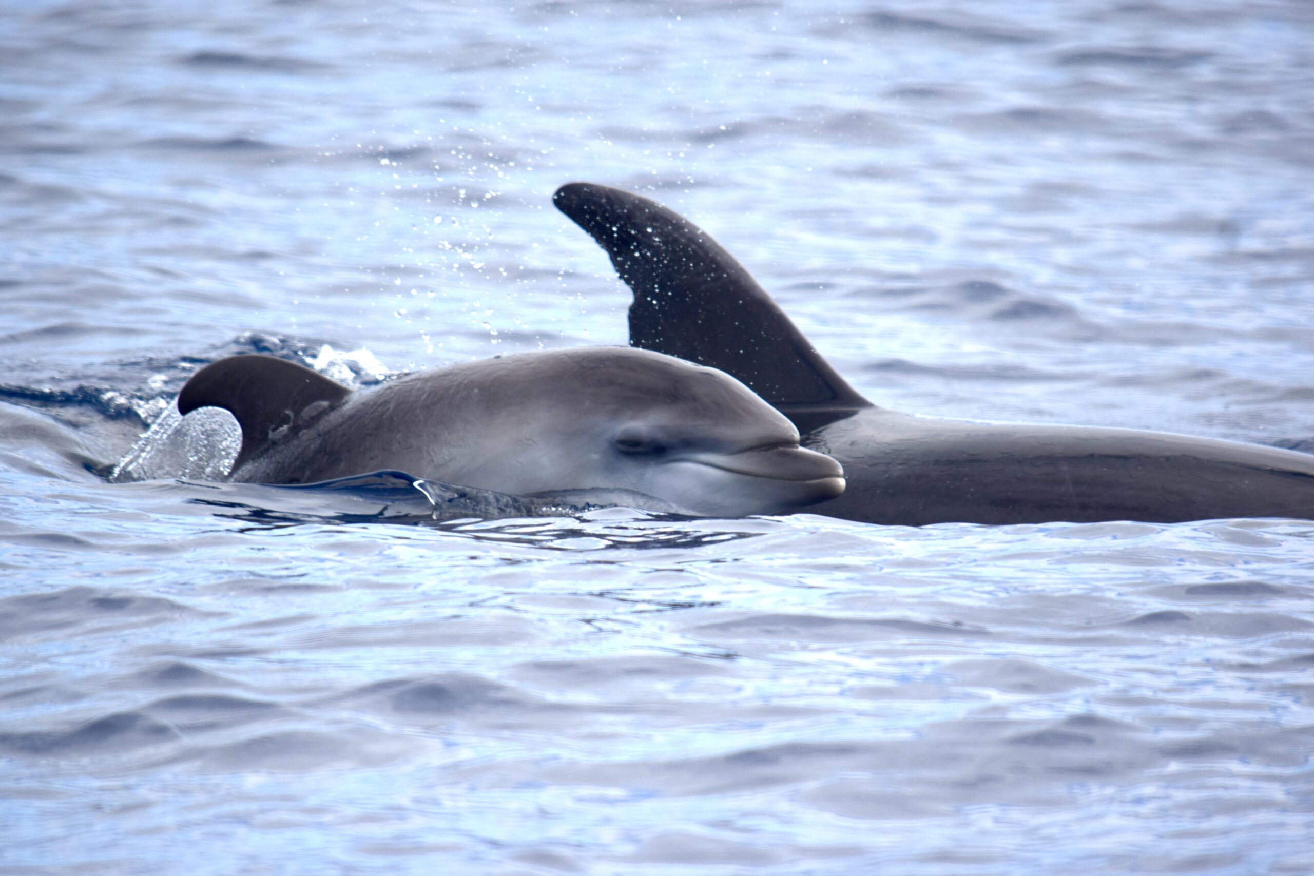 Delfines