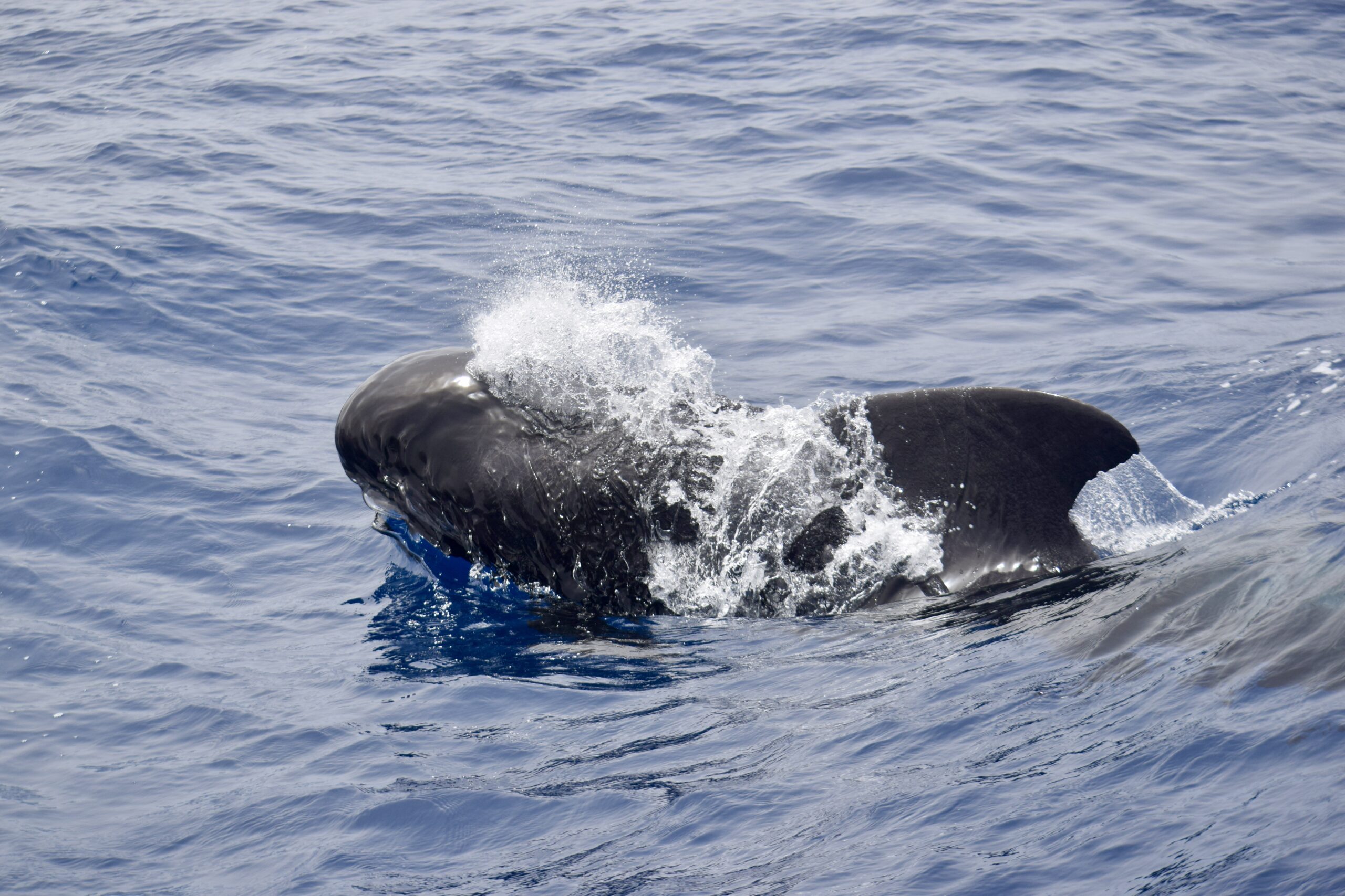 Pilot whales