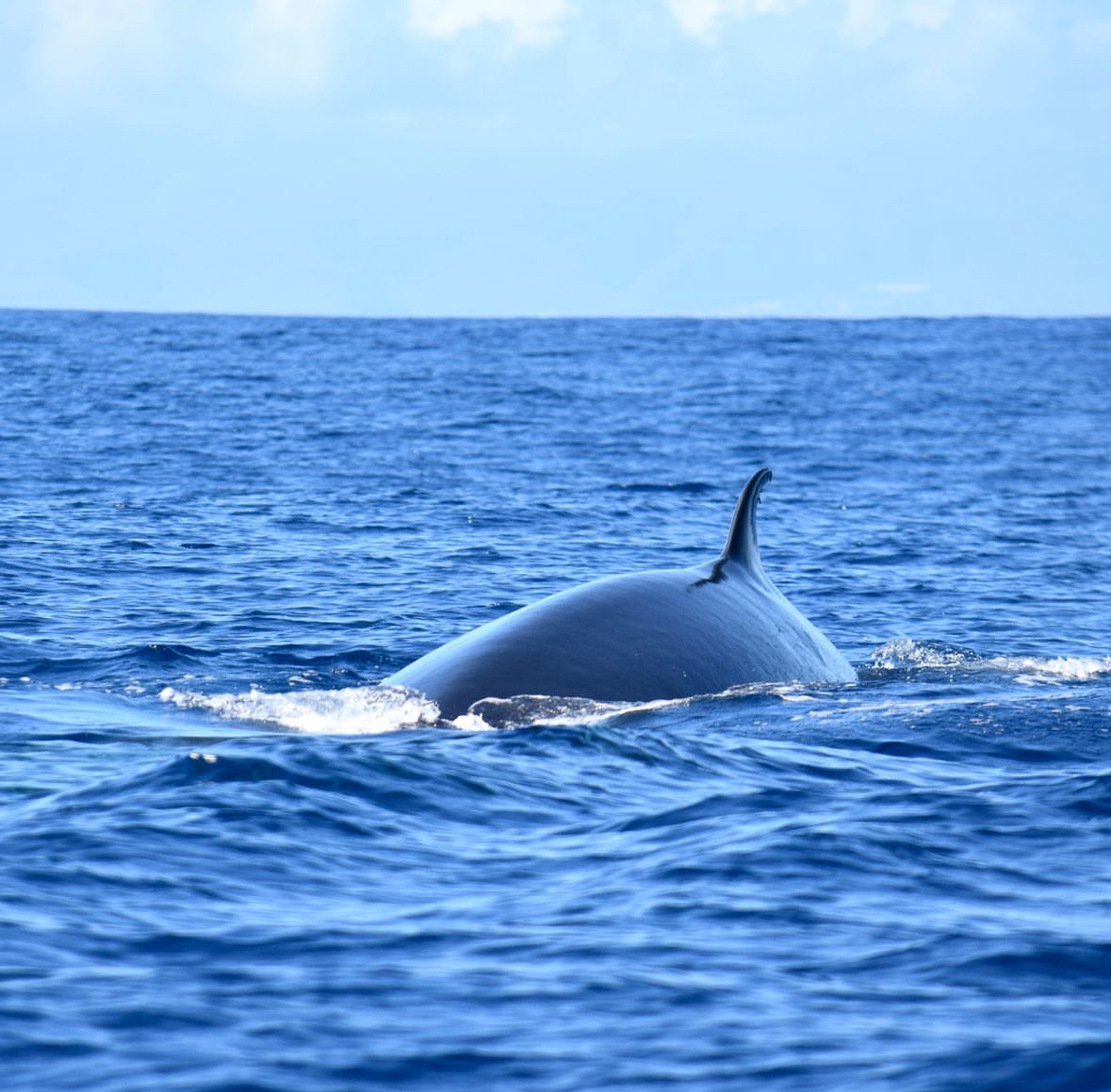 Bryde´s whale