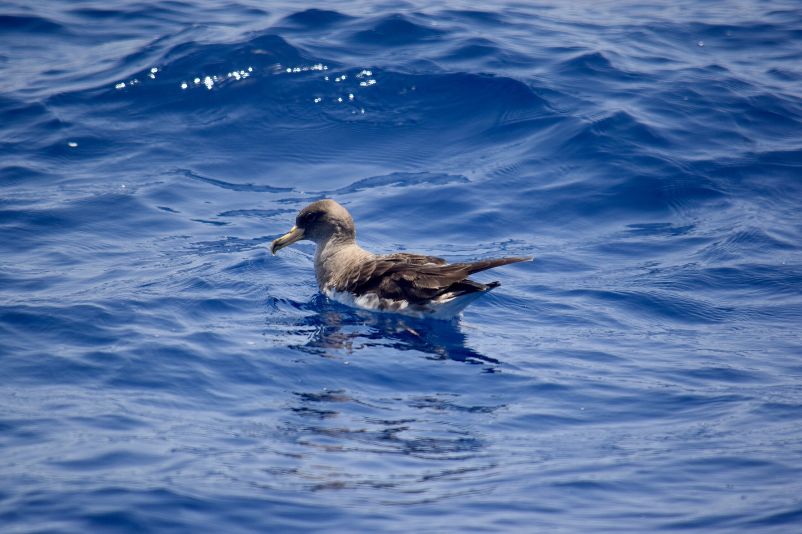 Sea birds