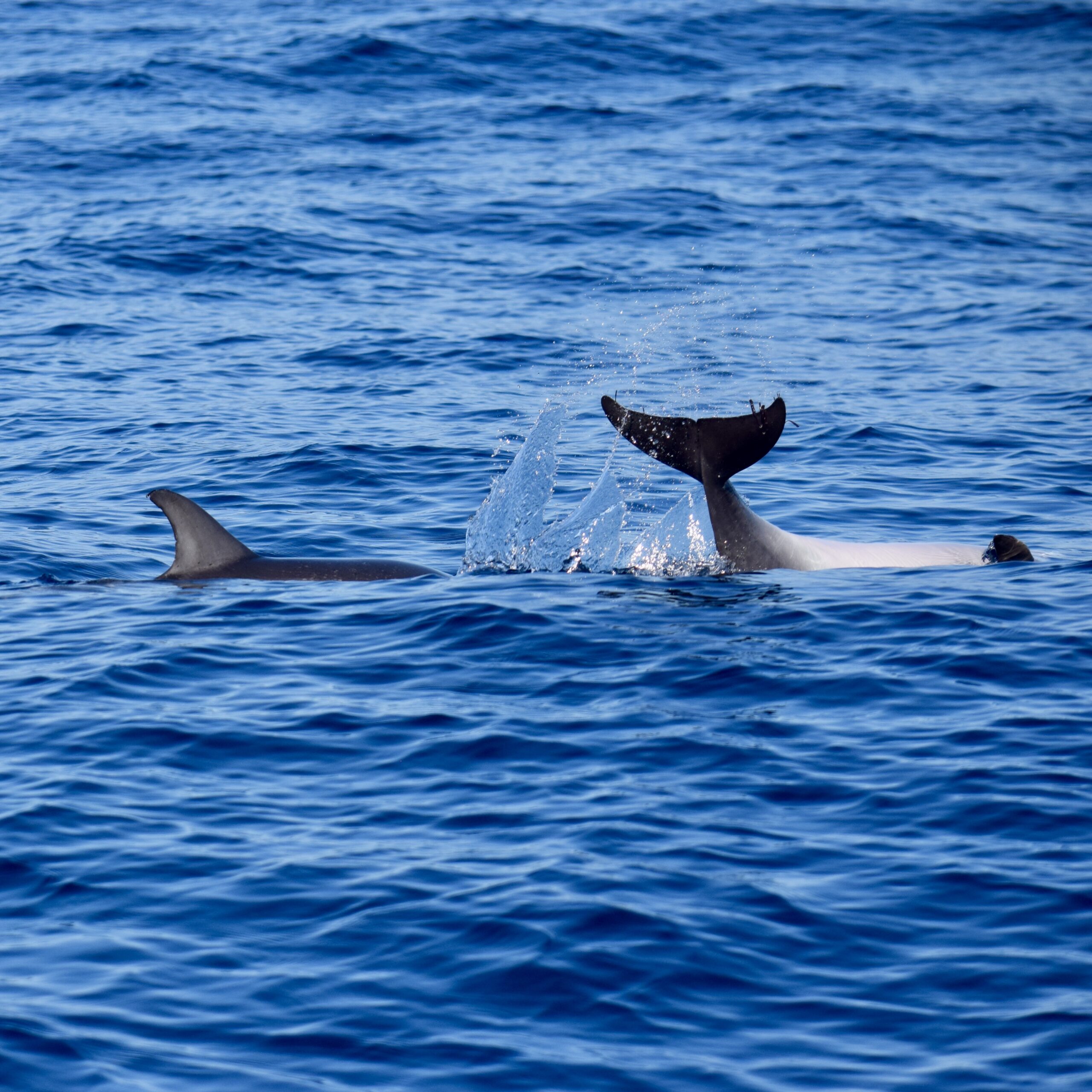 Tenerife whale watching