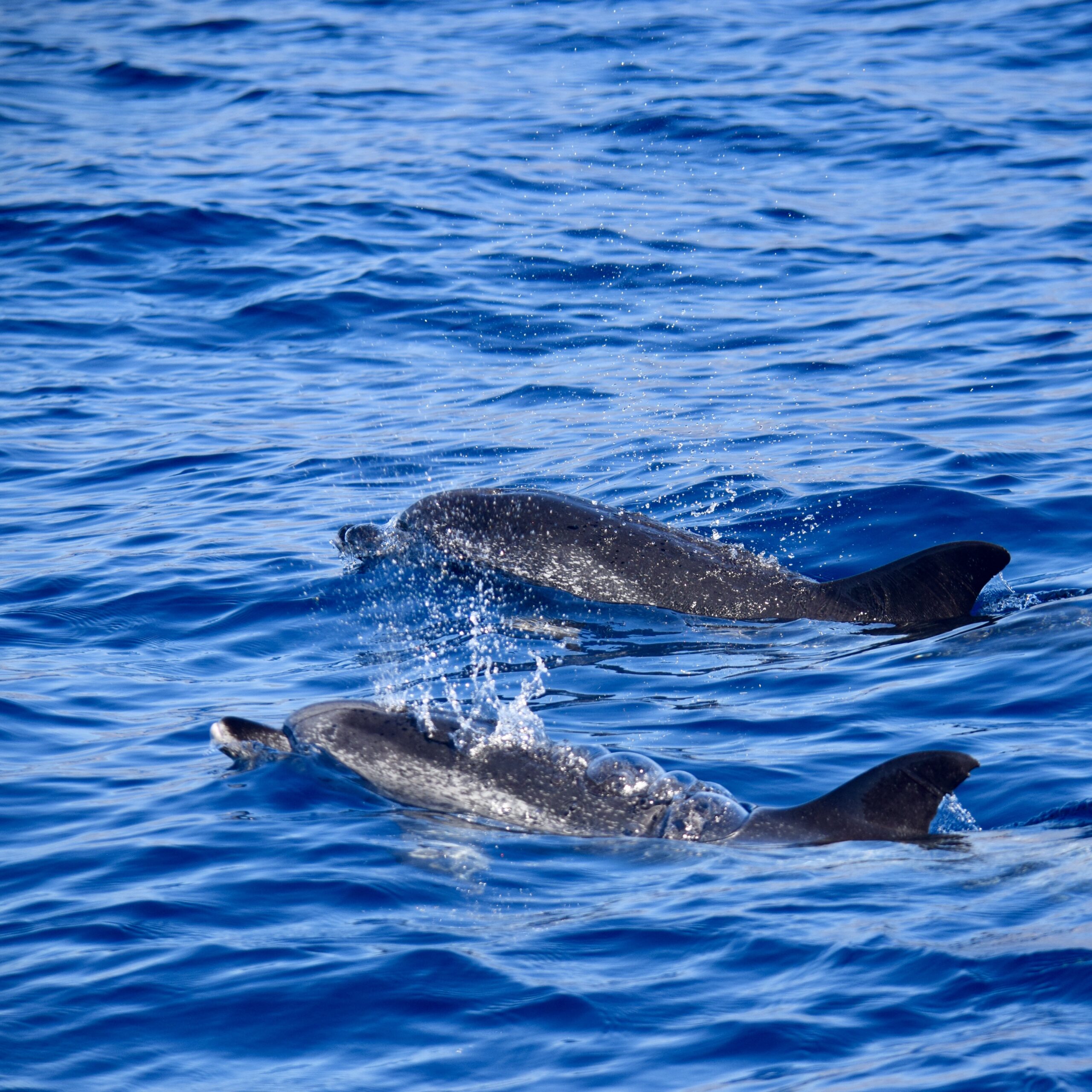 Delfines en Tenerife