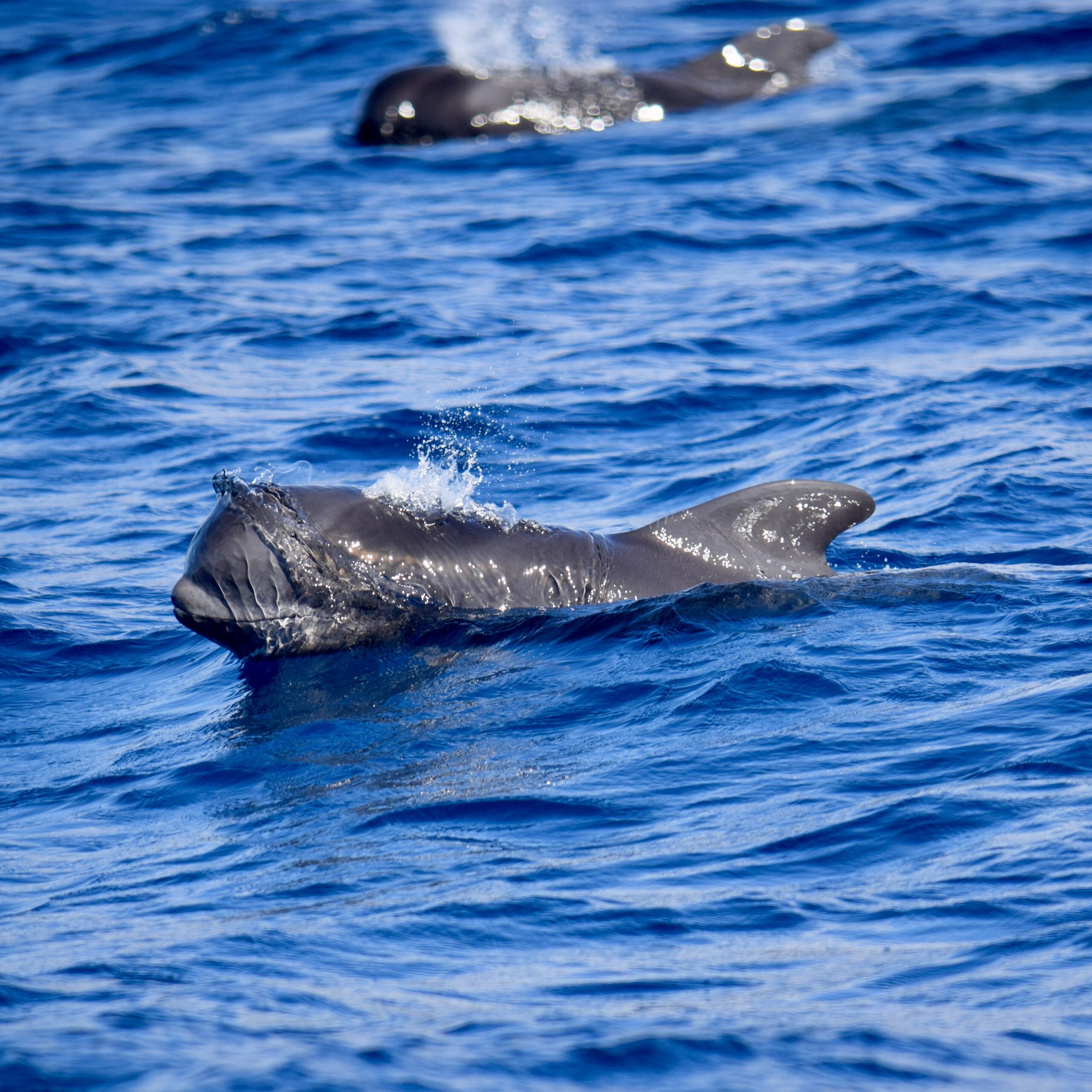 Whale Watching 