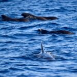 Pilot whales