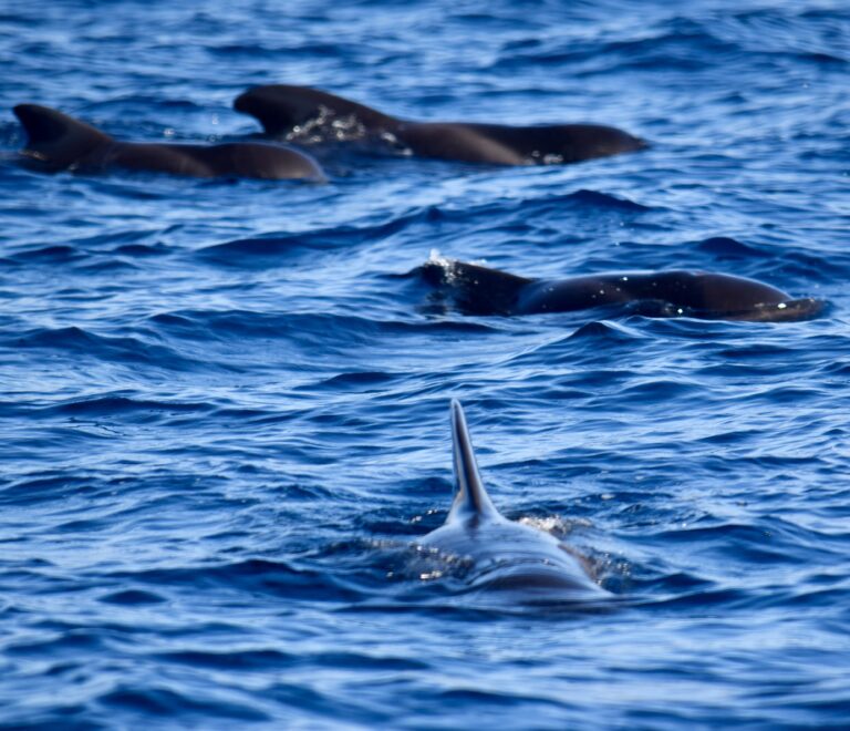 Pilot whales