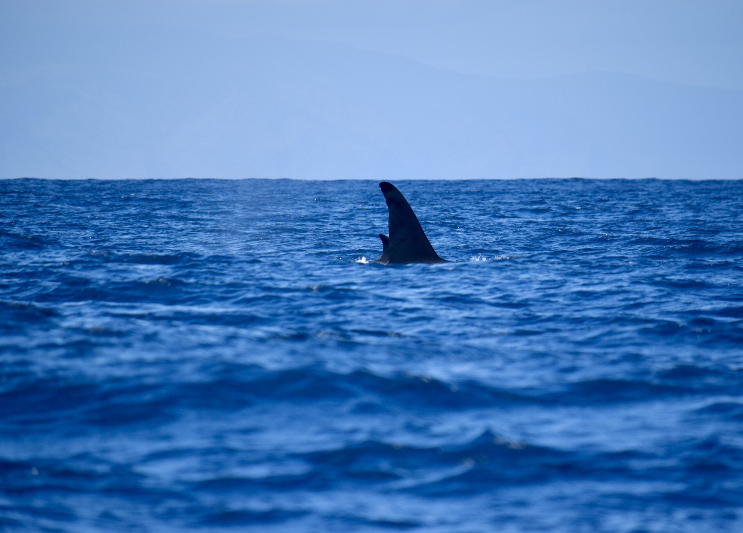 Orca
