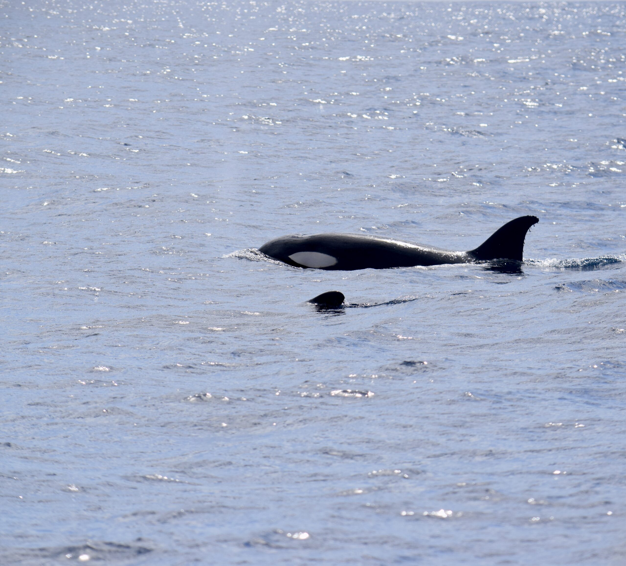 Orcas Islas Canarias