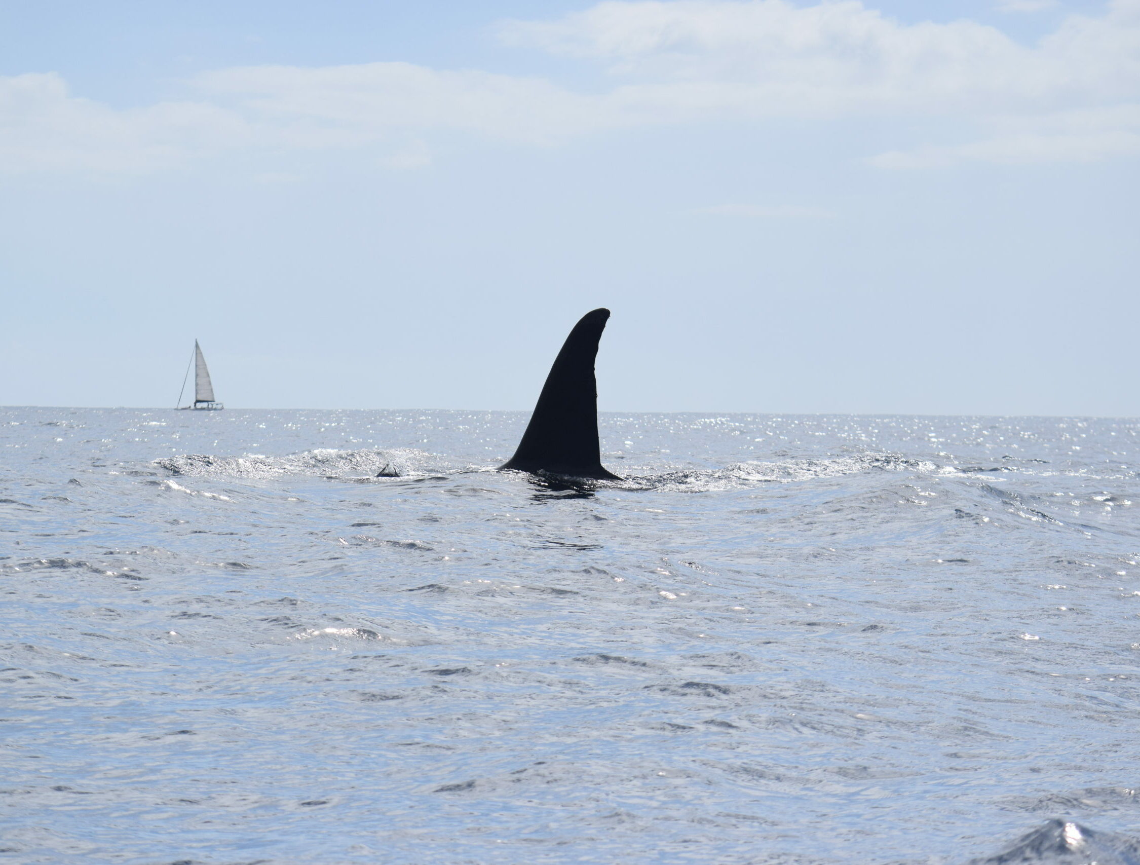 Orcas Tenerife