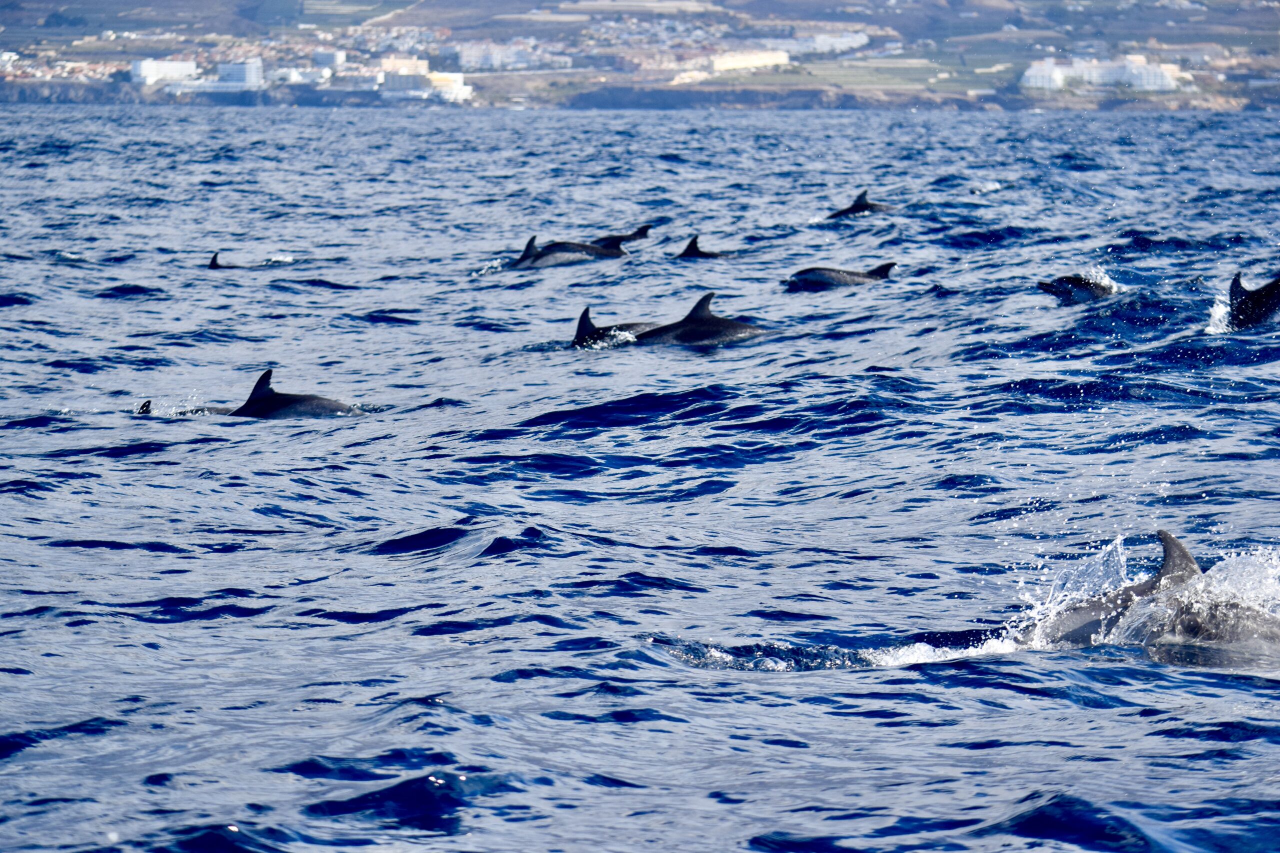 Delfines moteados