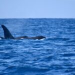 Orcas