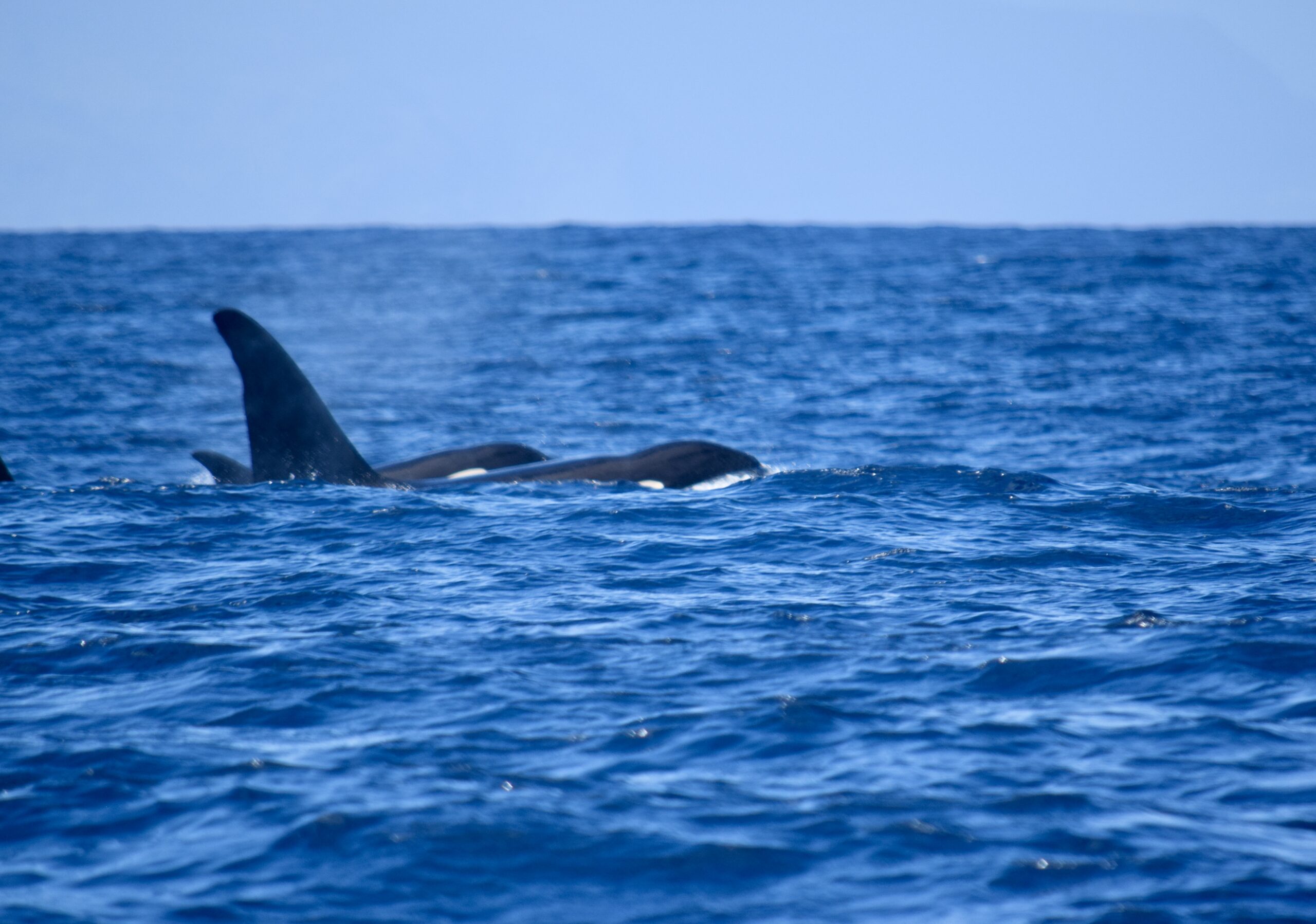 Orcas