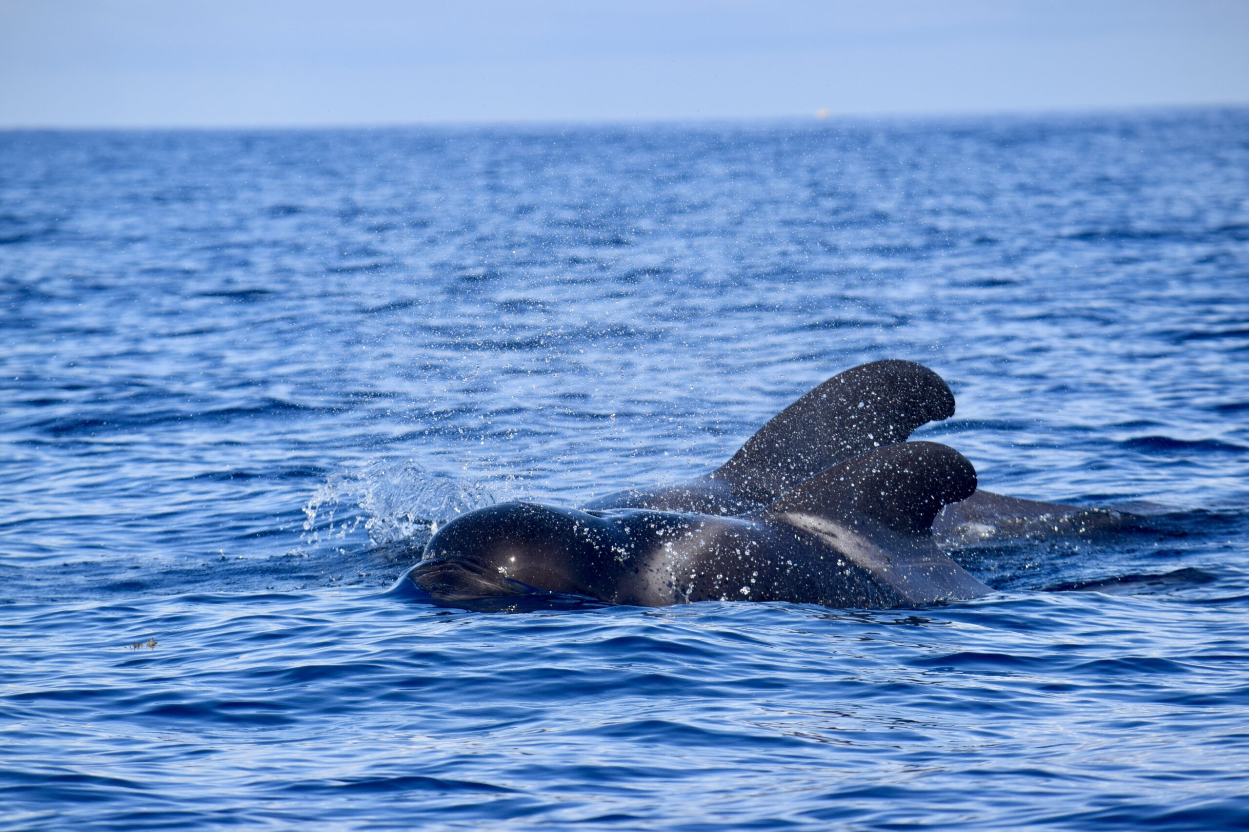 Tenerife cetaceans