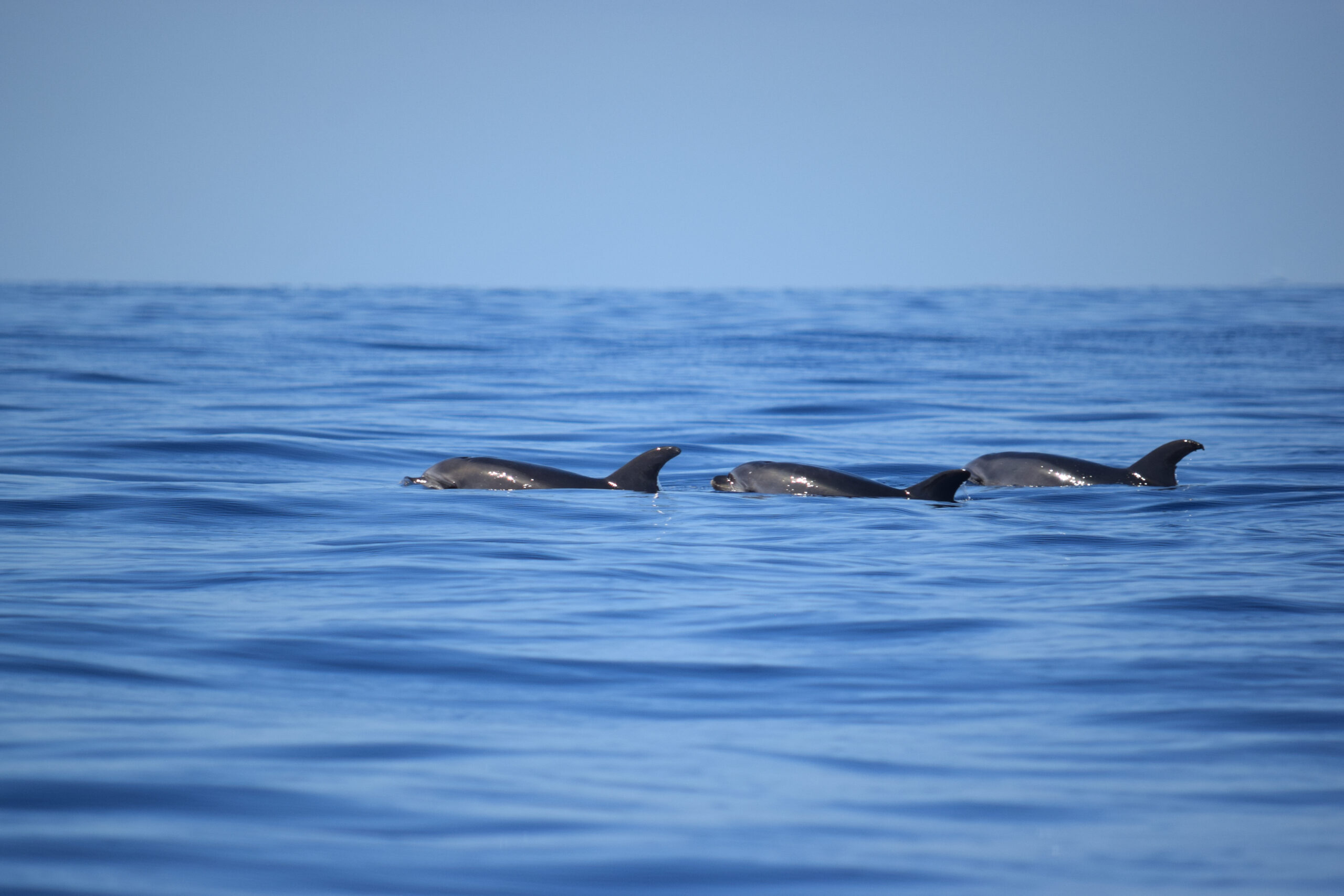 Dolphins