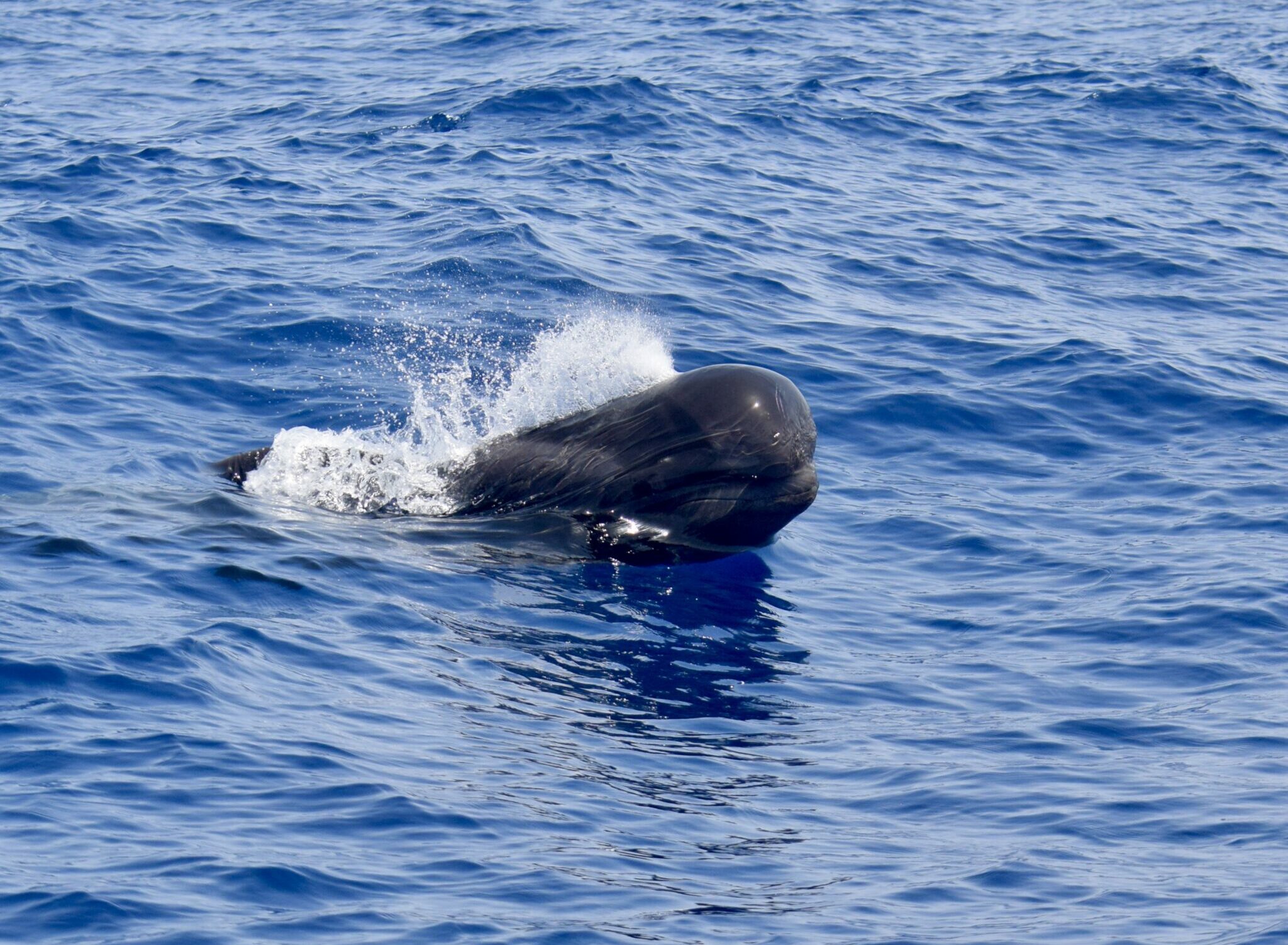Whale Watching Tenerife