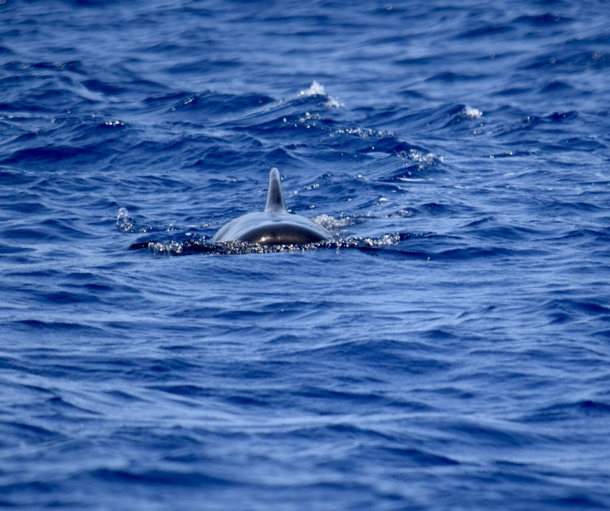 Whale Watching Canary Islands