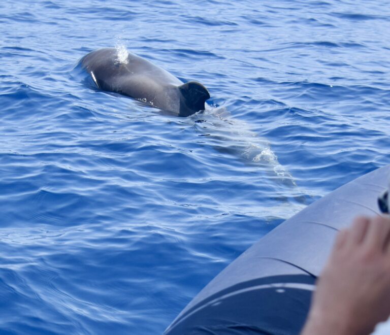 Pilot whale Tenerife