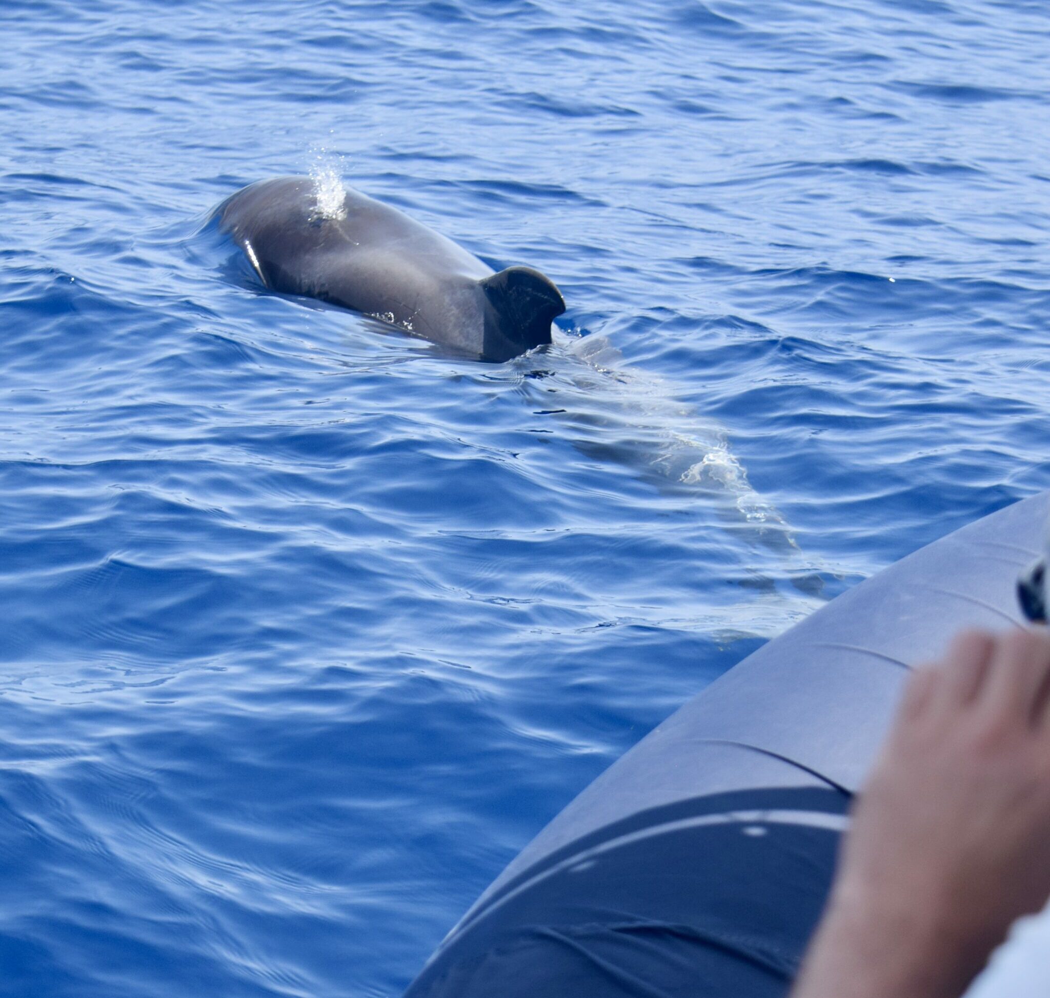 Pilot whale Tenerife