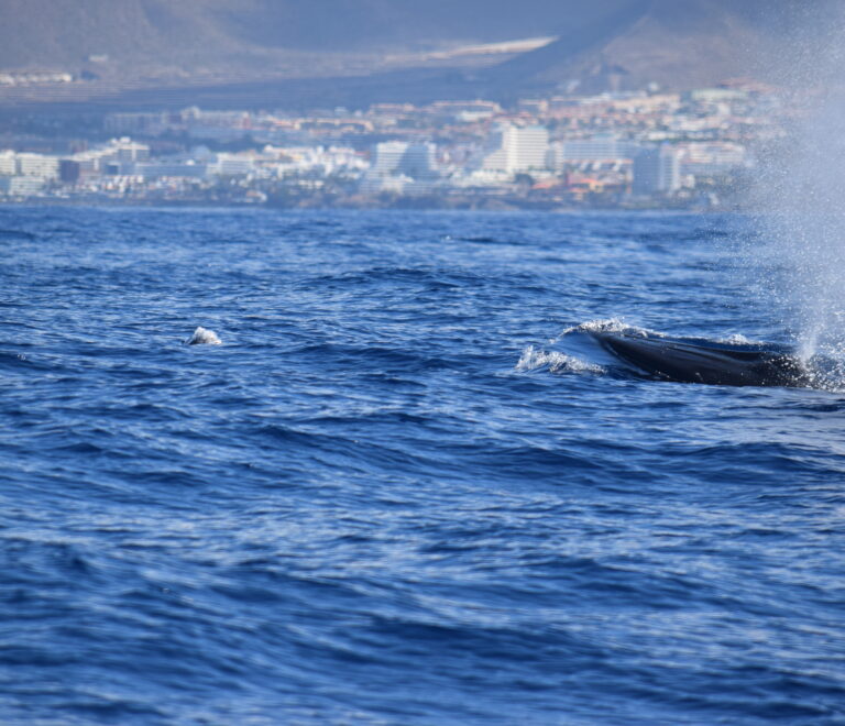 Tenerife