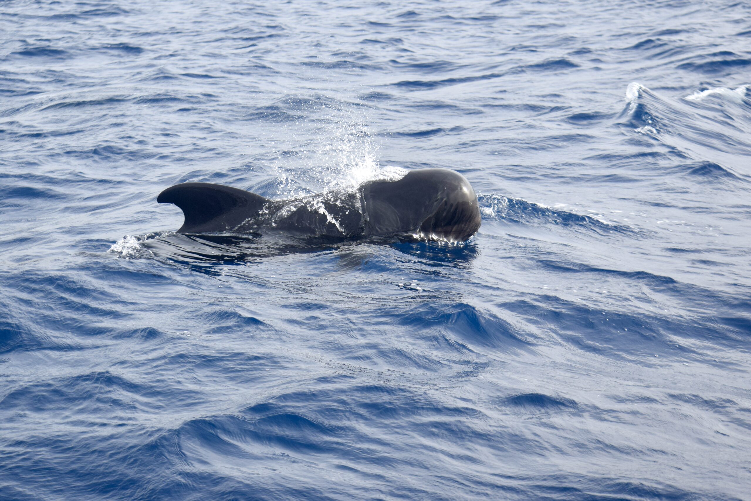 Pilot whales