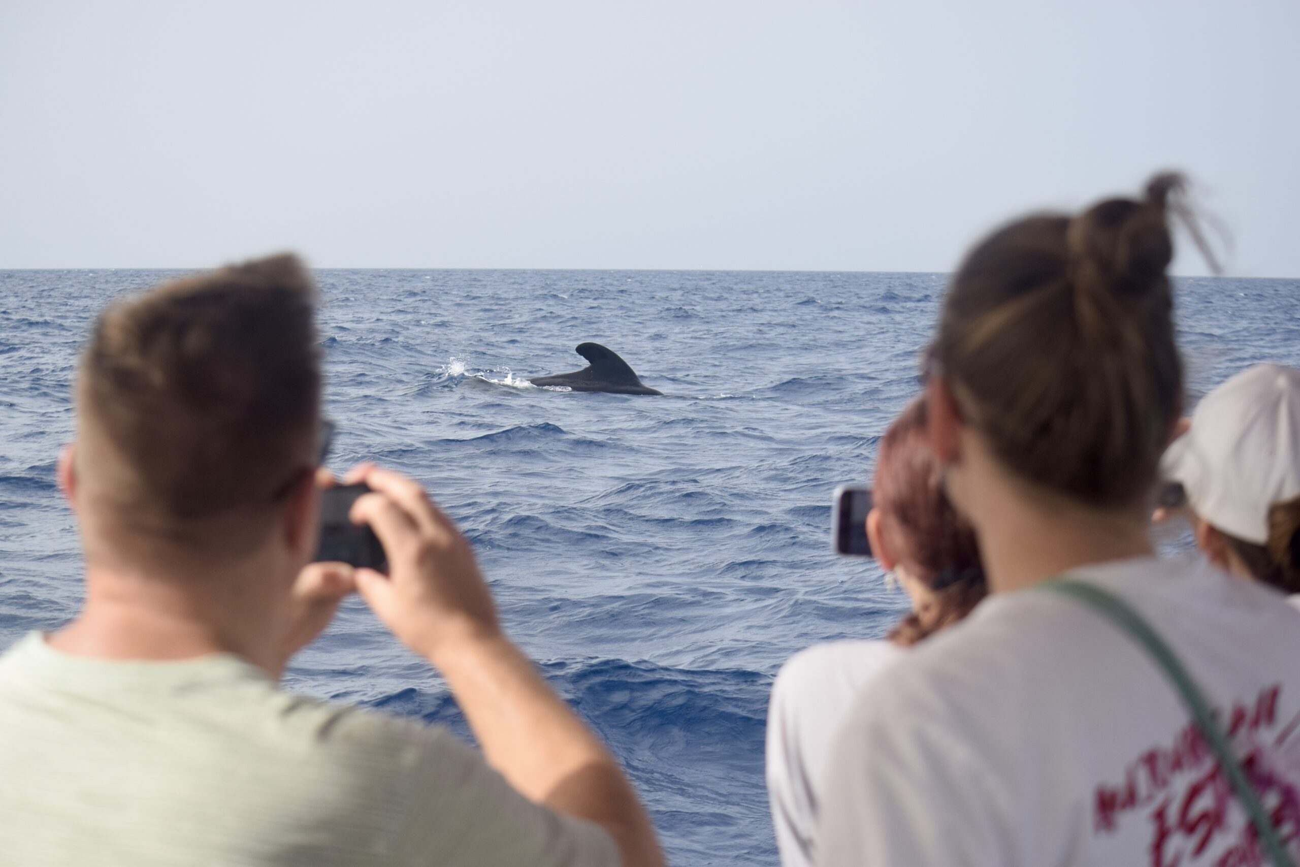 Pilot whales in Tenerife