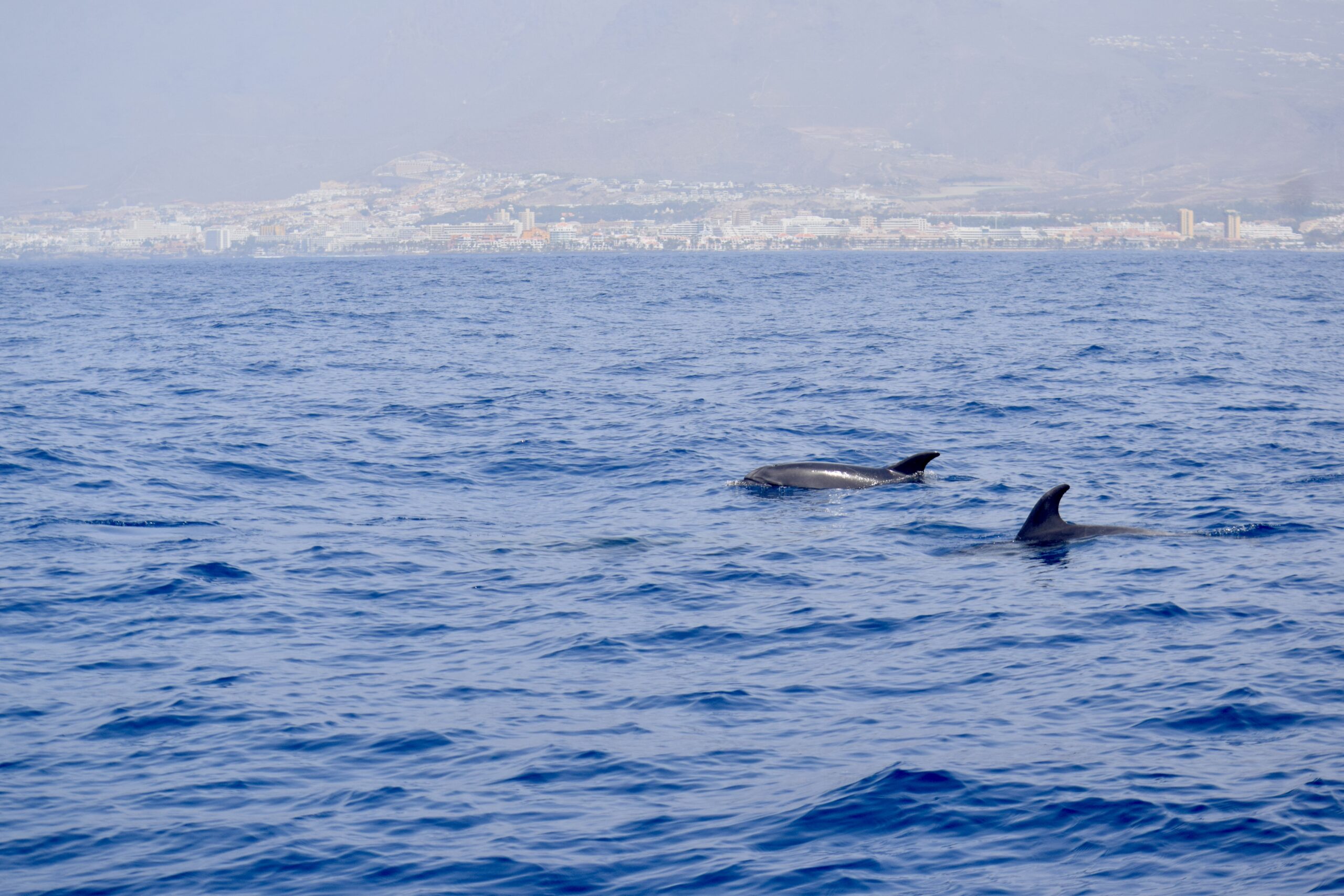 Dolphins in Tenerife