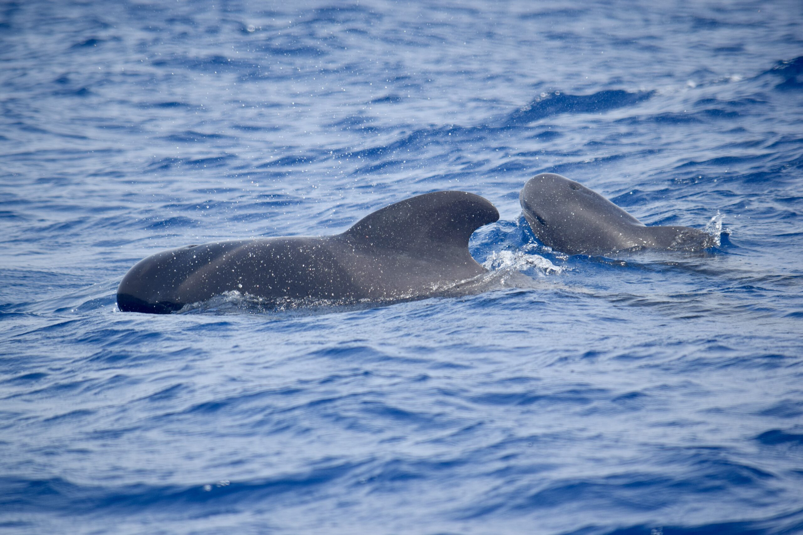 Pilot whales in Canary Islands